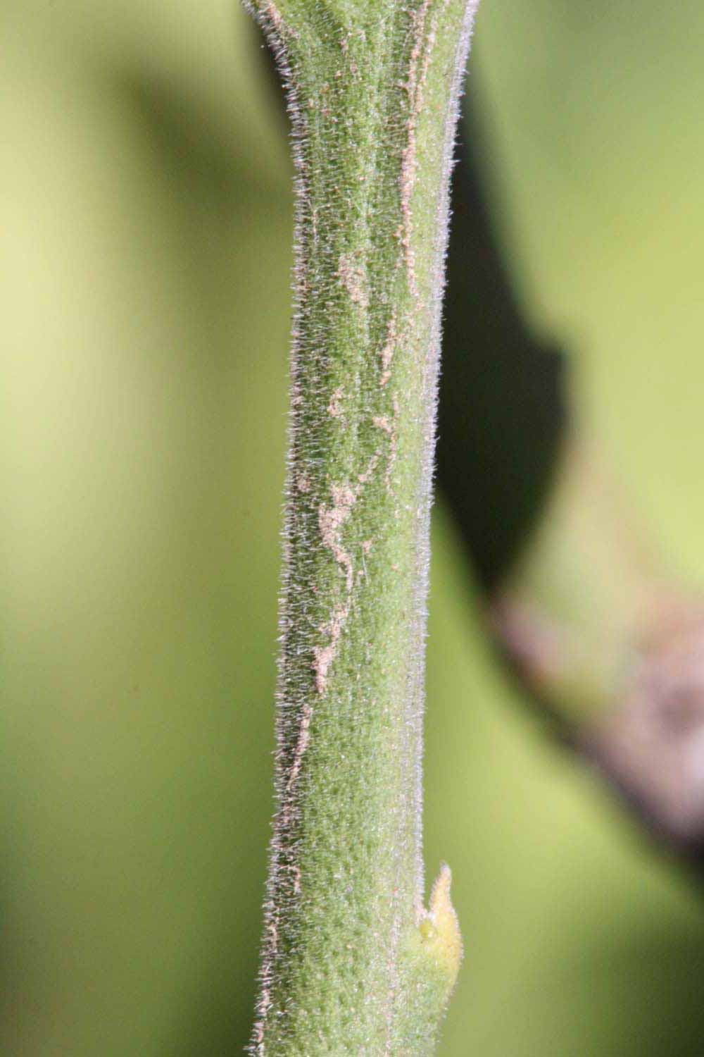            First year twig (Riverside, CA)   